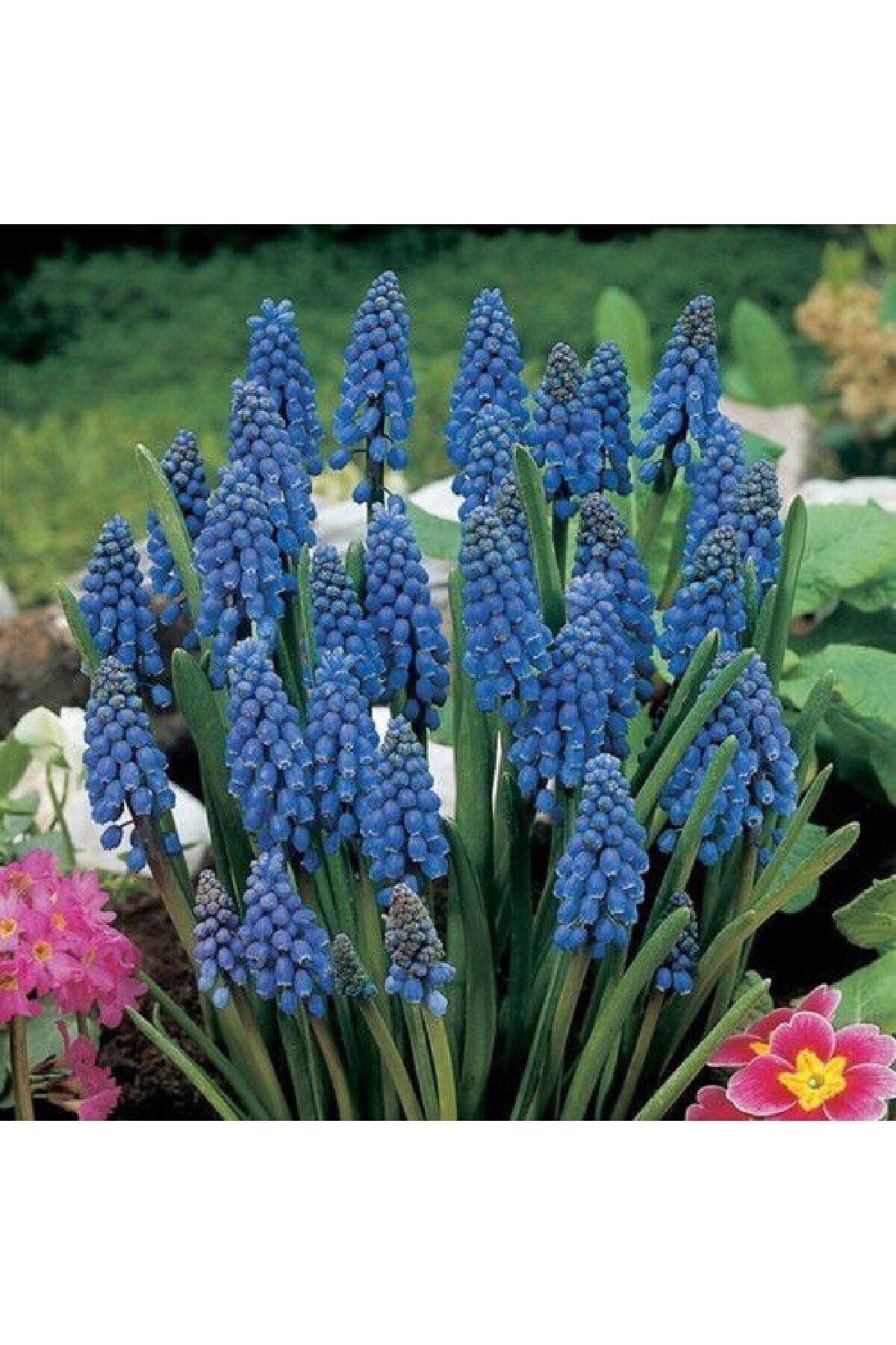 Muscari Armeniacum Üzüm Sümbülü Soğanı - 5 Adet