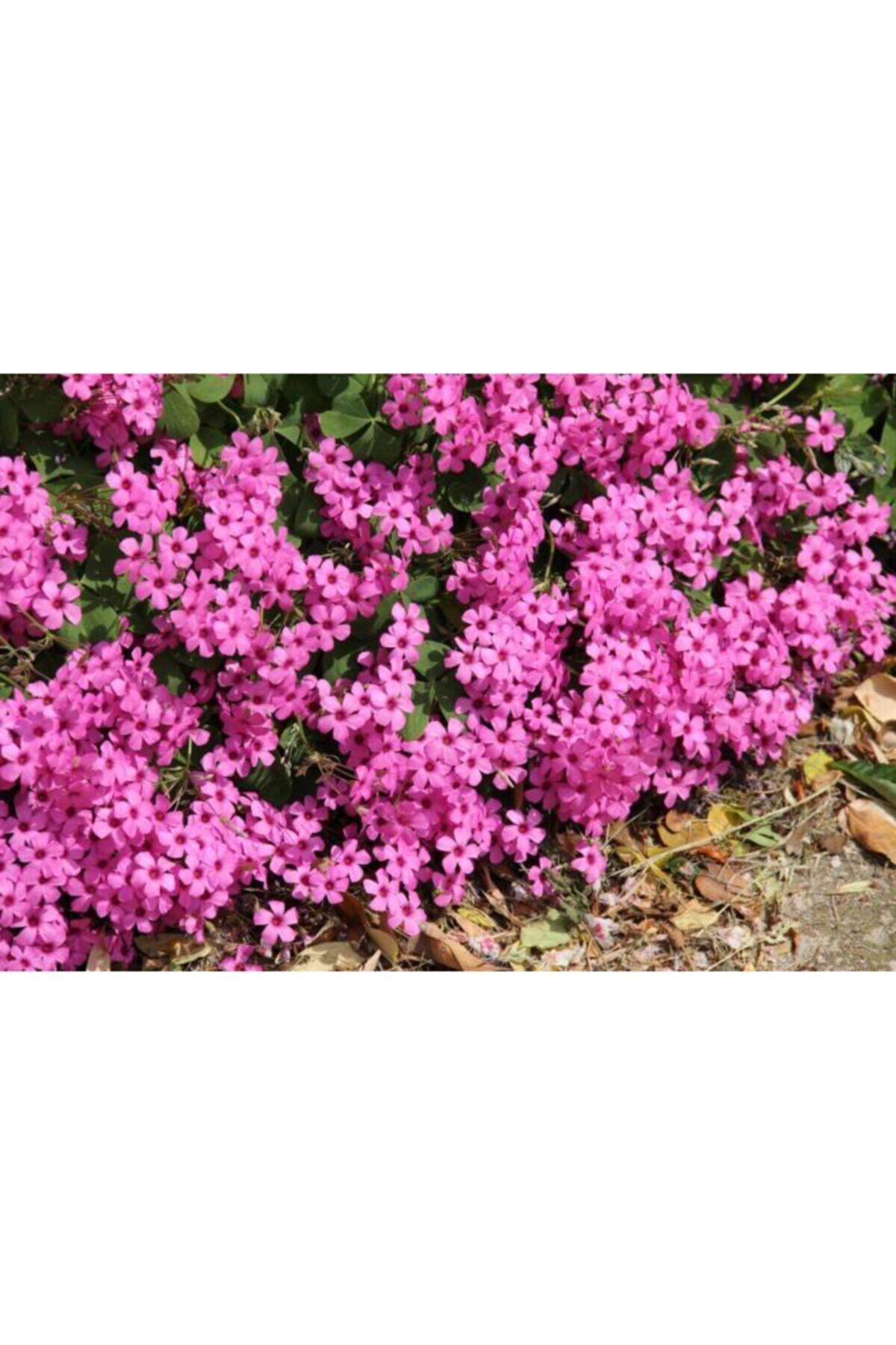 2 Adet Oxalis Iros Cross Çiçeği Soğanı