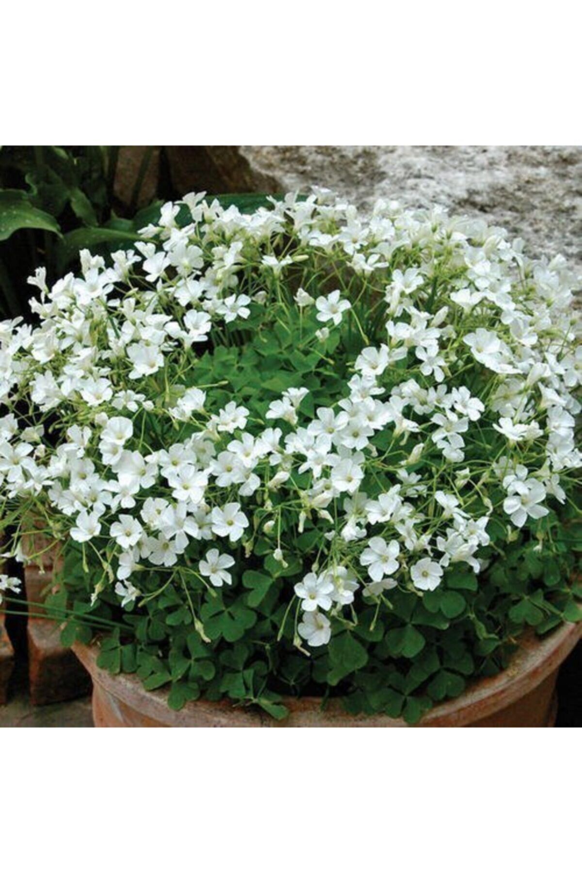 2 Adet Oxalis Mist Çiçeği Soğanı