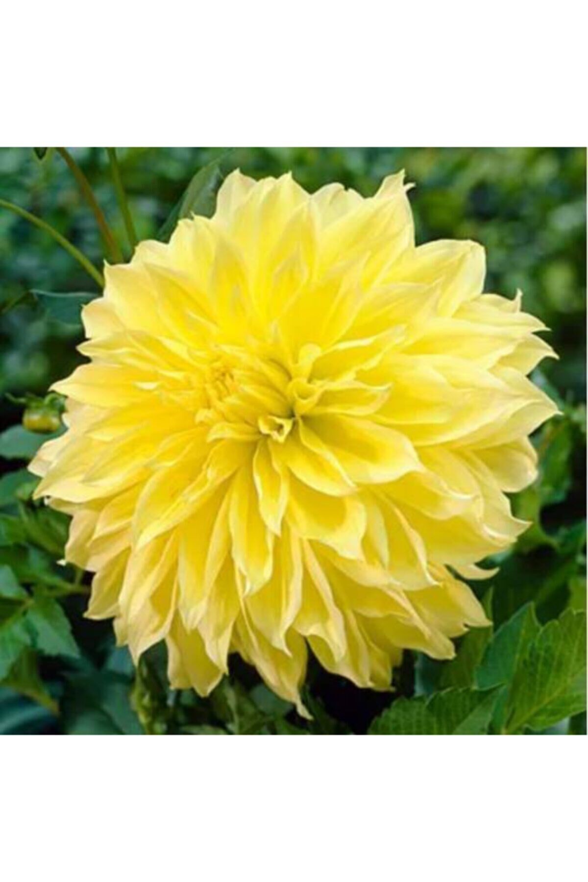 Yıldız Soğanı Dahlia Kelvin Floodlight Soğanı Dev Yıldız Çiçeği Boy 110 cm 1 Adet