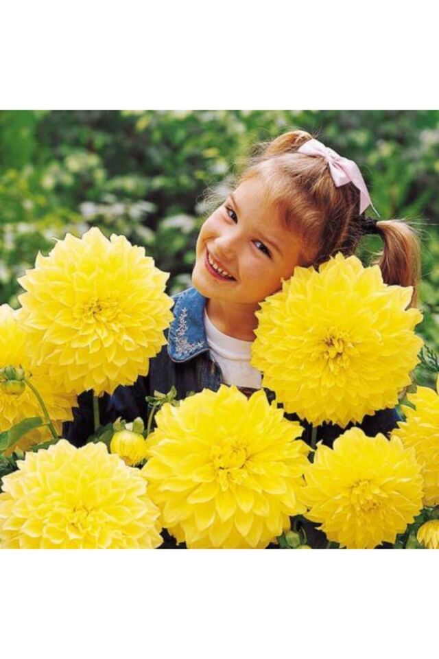 Yıldız Soğanı Dahlia Kelvin Floodlight Soğanı Dev Yıldız Çiçeği Boy 110 cm 1 Adet