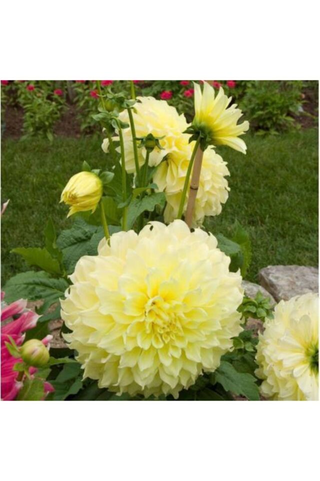 Yıldız Soğanı Dahlia Kelvin Floodlight Soğanı Dev Yıldız Çiçeği Boy 110 cm 1 Adet