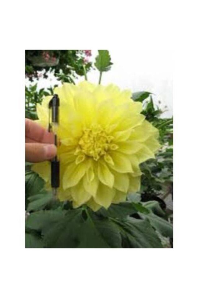 Yıldız Soğanı Dahlia Kelvin Floodlight Soğanı Dev Yıldız Çiçeği Boy 110 cm 1 Adet