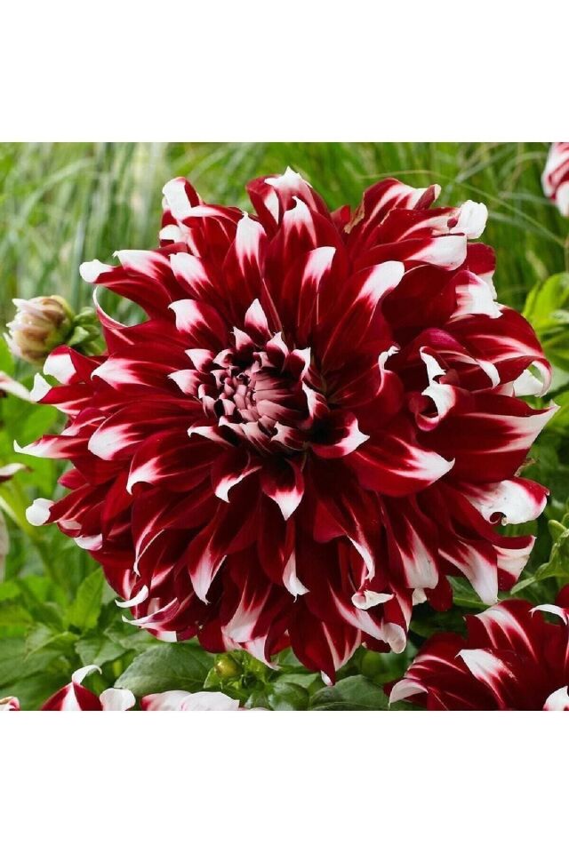 Dev Çiçekli Dahlia Yıldız Çiçeği Soğanı