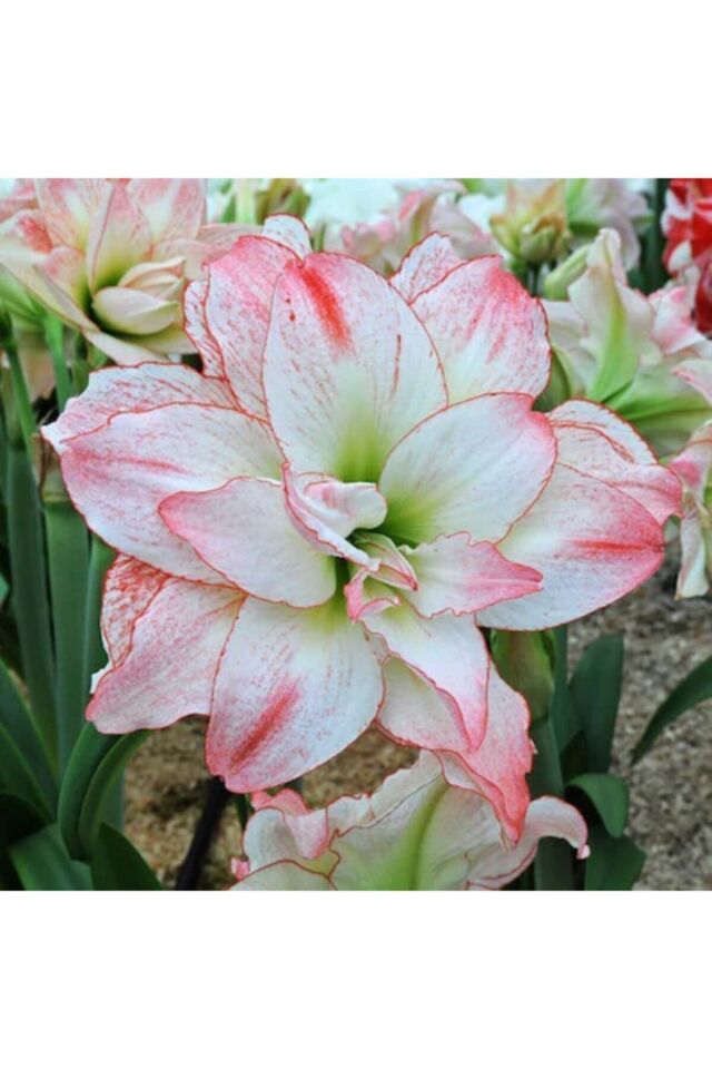Amaryllis Soğanı - Güzel Hatun Çiçeği Soğanı - 2 Adet