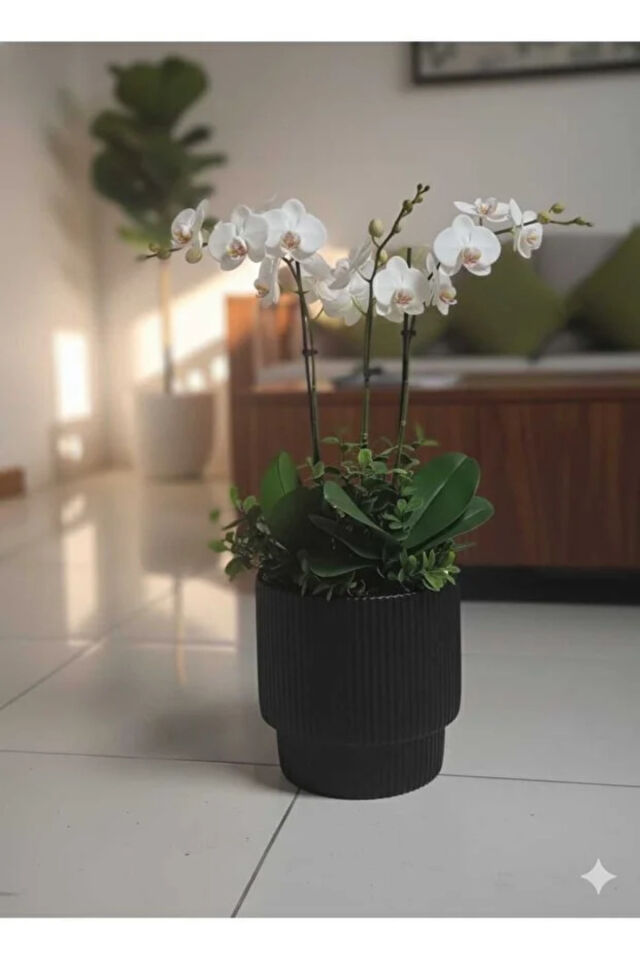 Vega Model Büyük Dekoratif Modern Saksı Ve Vazo 20 Lt ( 31,5 Cm X 32 Cm ) Hazneli